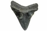 Serrated, Juvenile Megalodon Tooth - South Carolina #302141-1